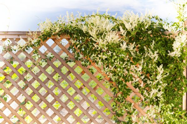 Cost of Lattice Repair in Sheboygan
