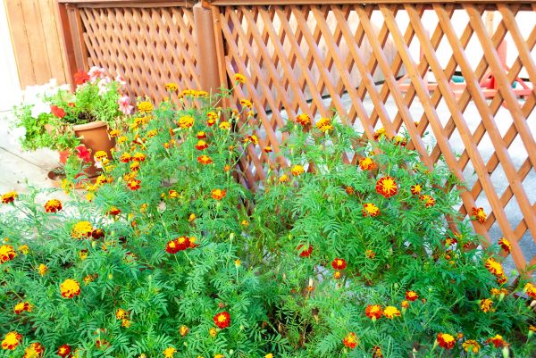 Cost of Decorative Lattice Mounting in Sheboygan