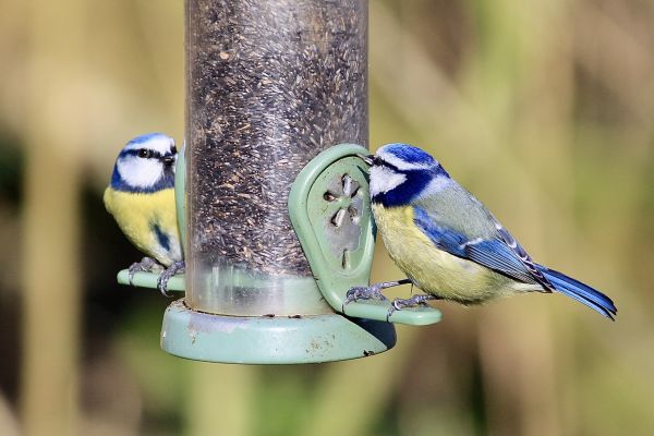 Cost of Bird Feeder Mounting Service in Sheboygan
