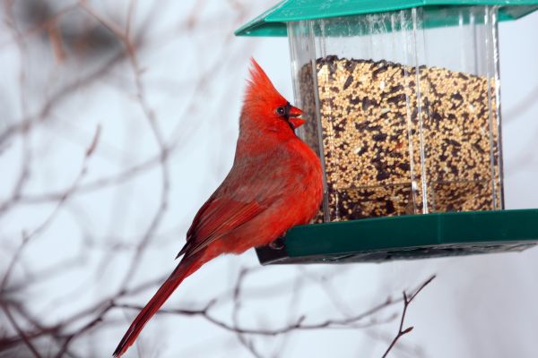 Cost of Bird Feeder Hanging in Sheboygan