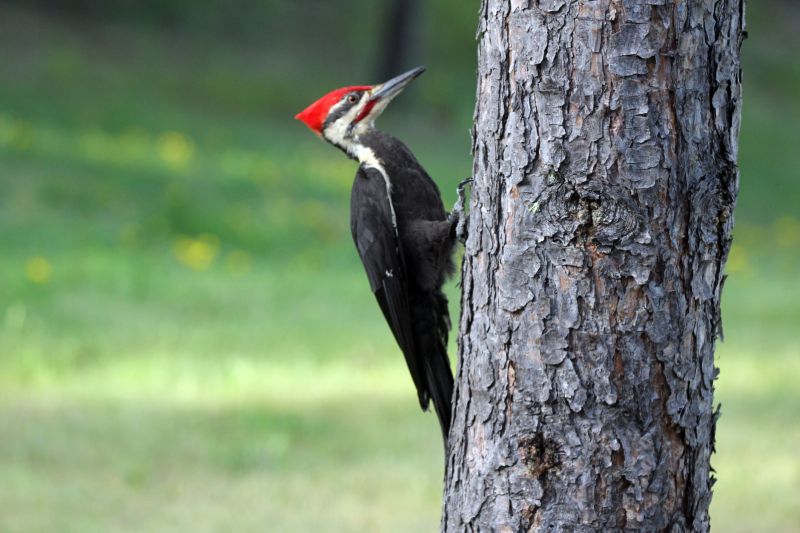 Woodpecker Hole Filling